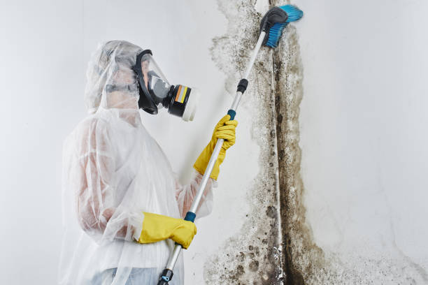 Best Toxic Mold Removal  in Meadow Vale, KY