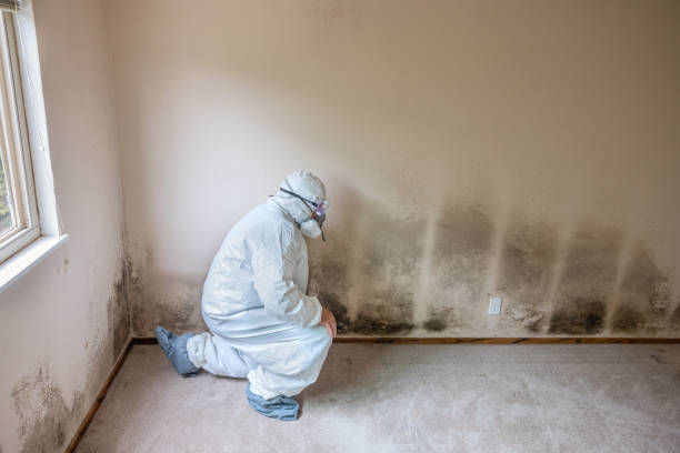 Best Emergency Mold Removal  in Meadow Vale, KY