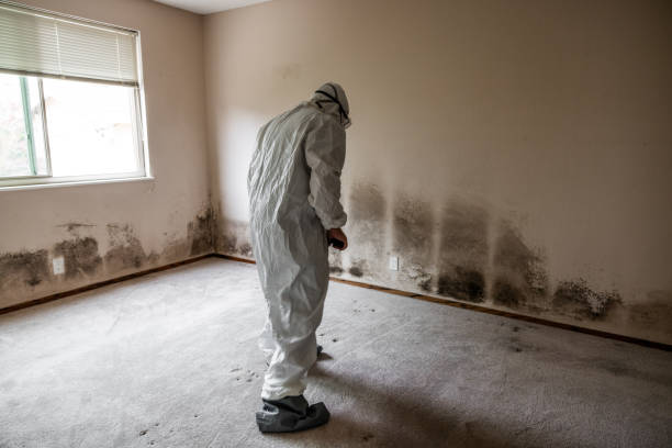 Best Emergency Mold Removal  in Meadow Vale, KY