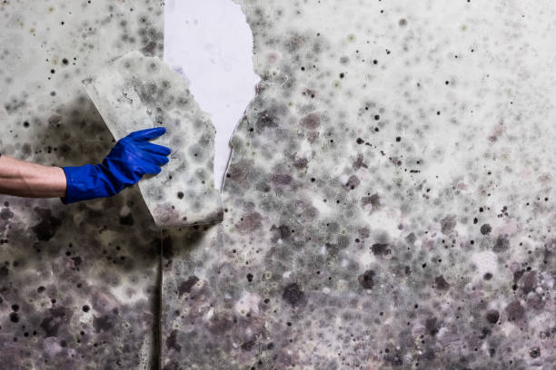 Best Home Mold Removal  in Meadow Vale, KY