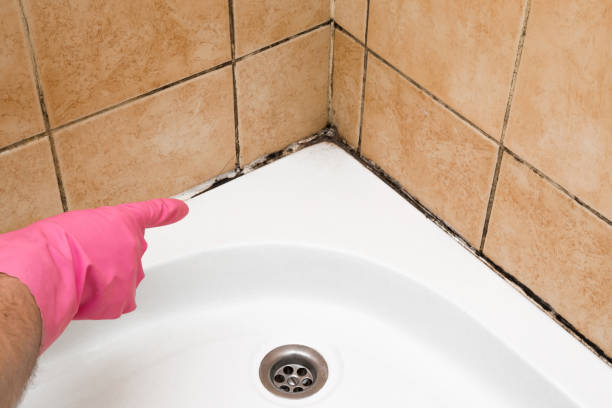Best Certified Mold Removal  in Meadow Vale, KY