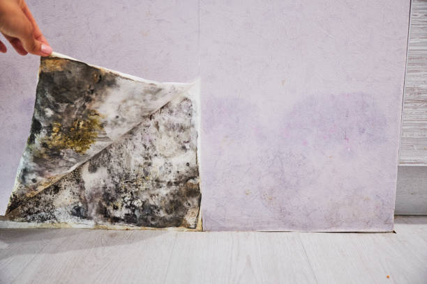 Best Residential Mold Removal  in Meadow Vale, KY